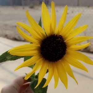 Meet your Posher, Lupita